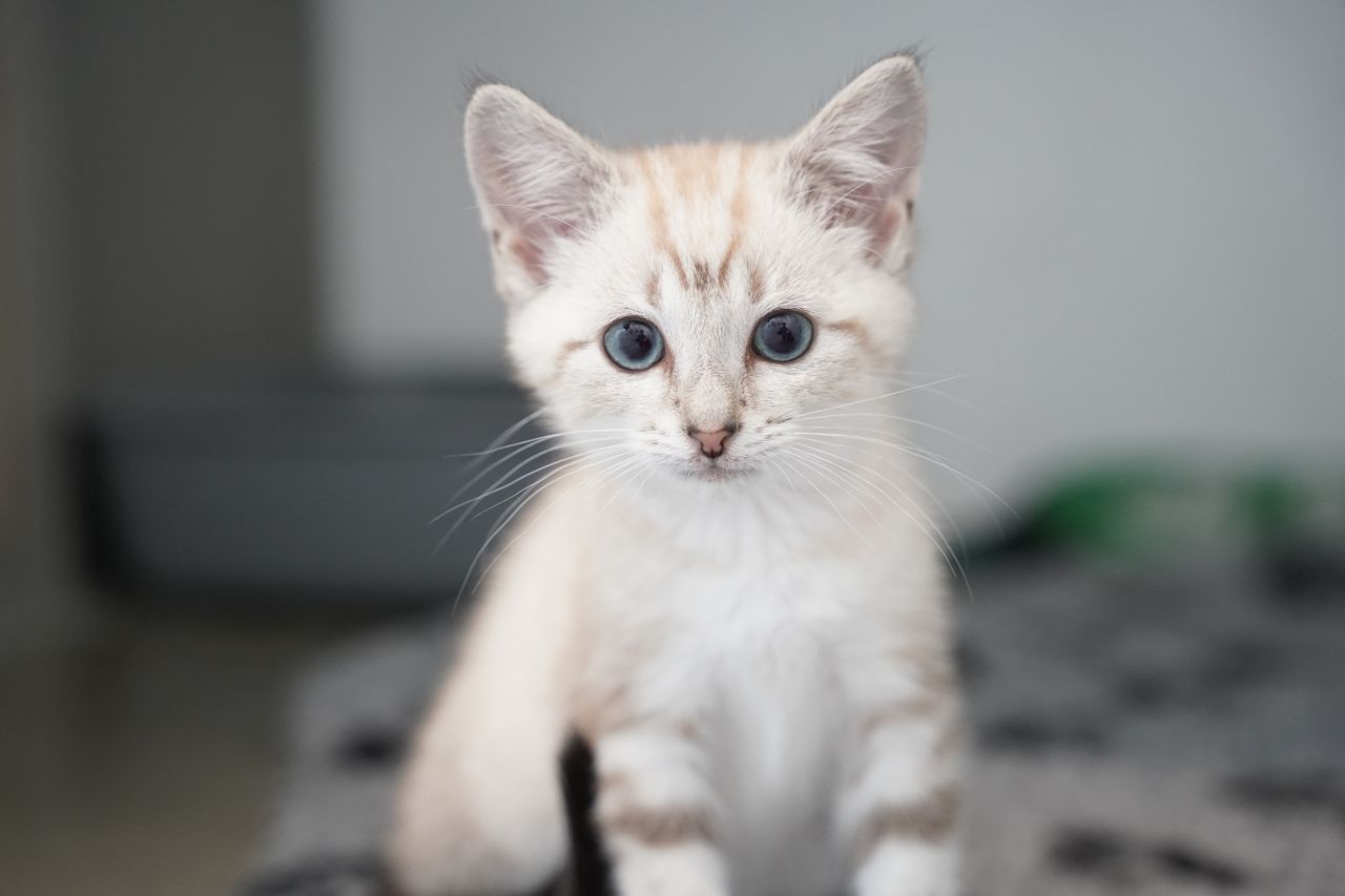 lille hvid kat med blå øjne sidder og kigger ind i kamera