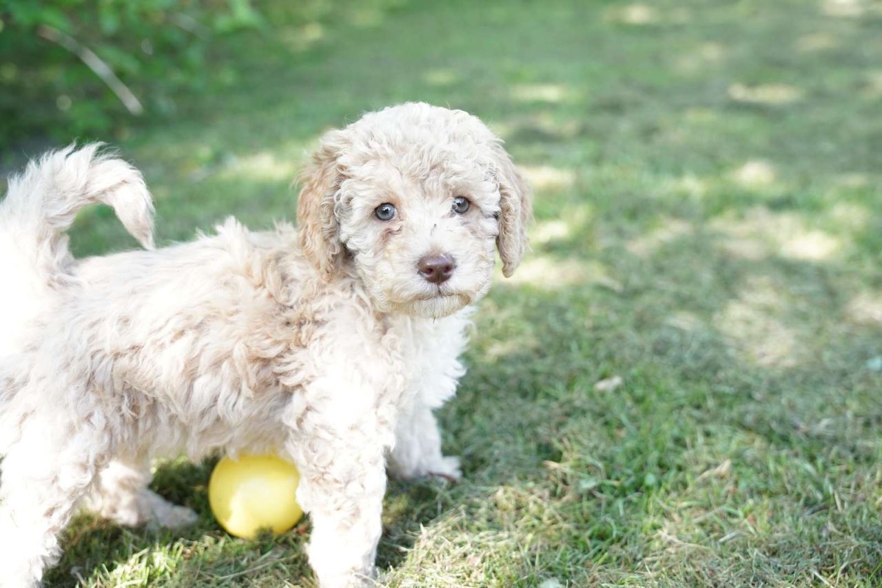 lille hvid hund står på græsplæne