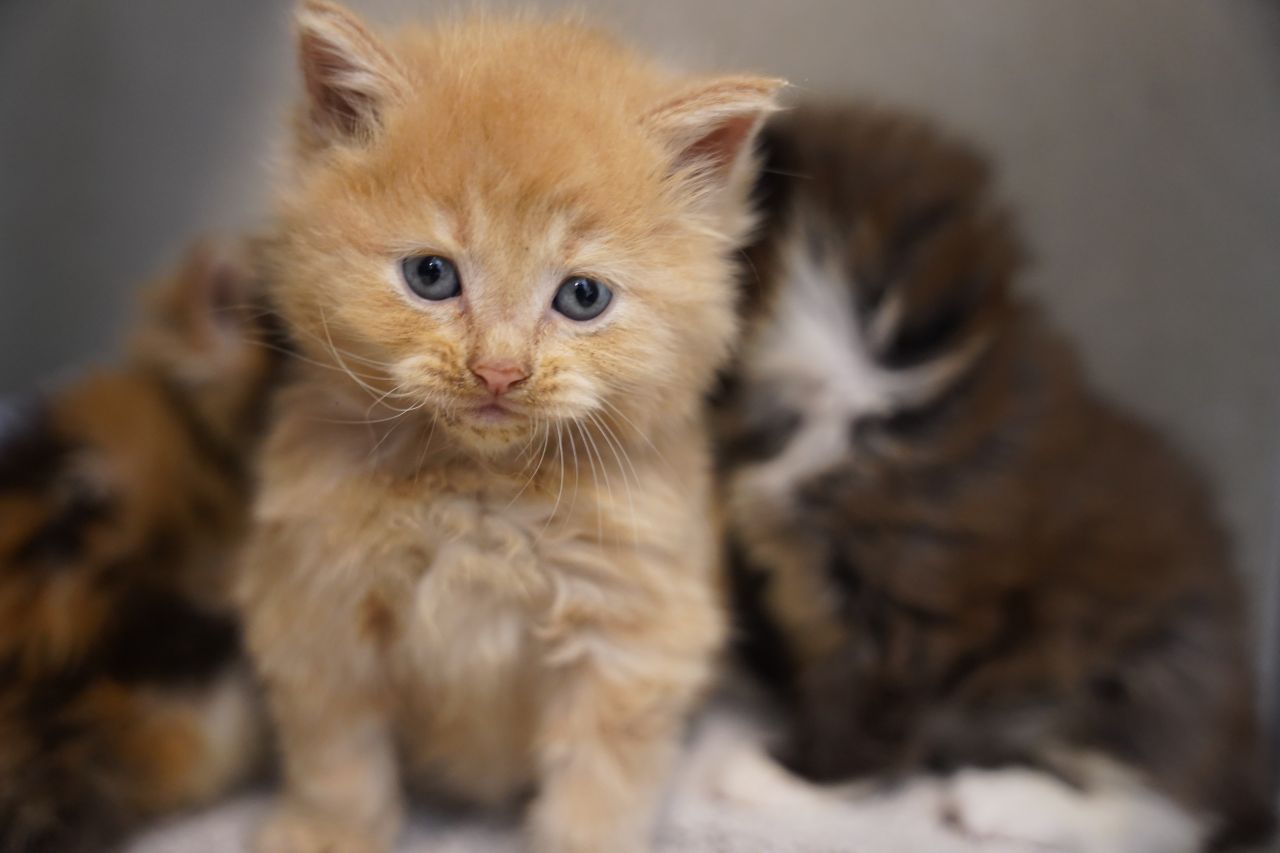 rød killing sidder foran sine to søskende og kigger ind i kameraet med blå øjne