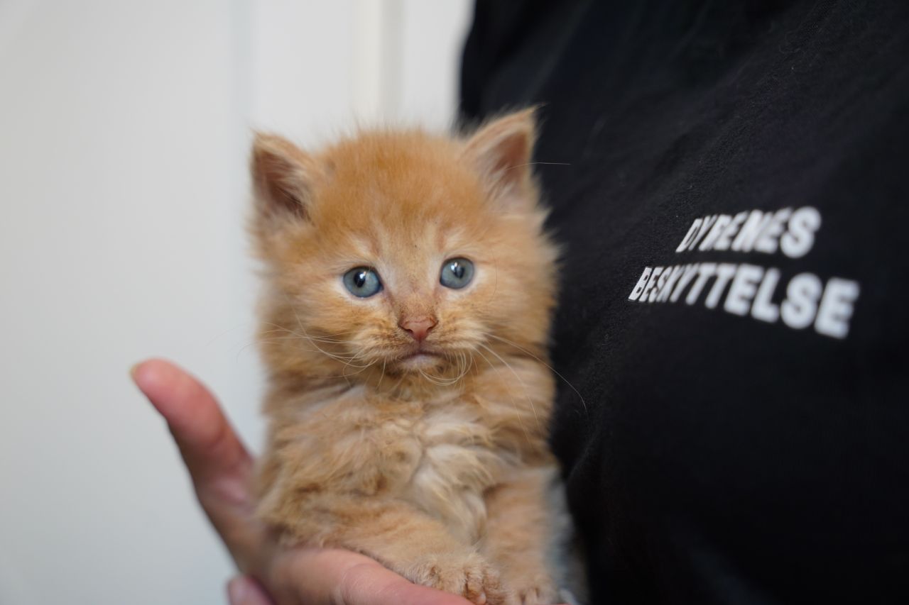 rød killing sidder i arme på dyrepasser med helt blå øjne