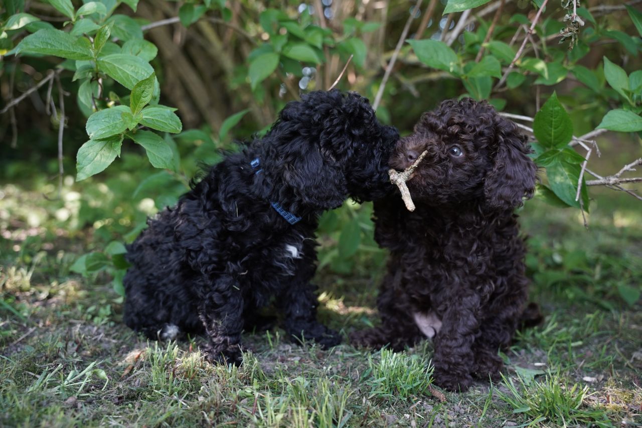 to små, sorte hvalpe sidder og leger med pind