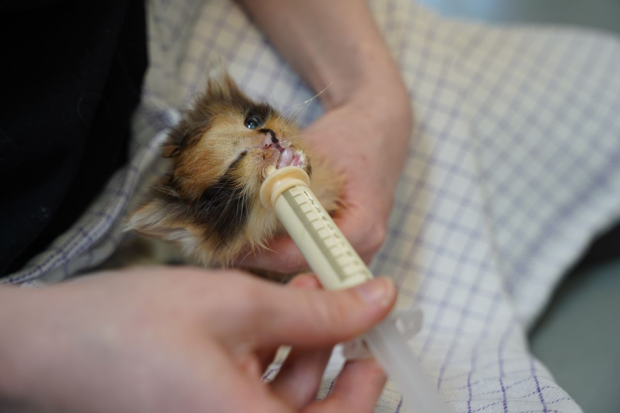 killing bliver madet med sprøjte