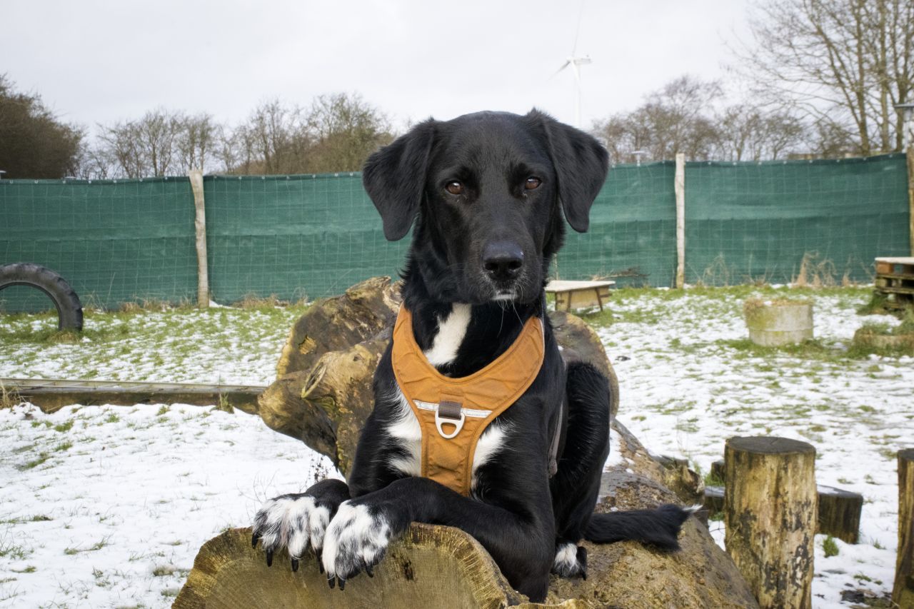 sort hund med orange sele på ligger på træstub i snelandskab