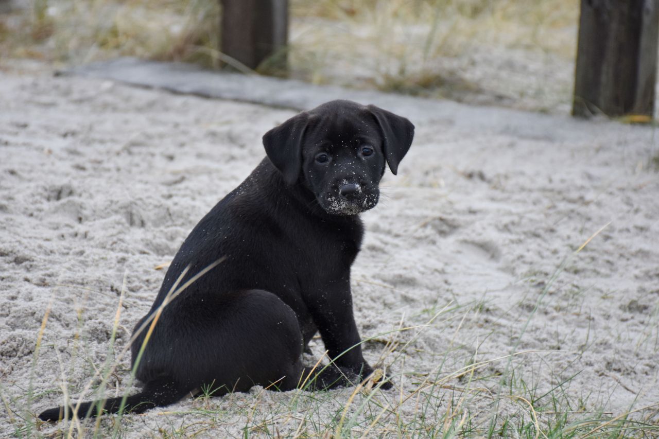 lille sort hvalp sidder på bagdelen på sneklædt græs