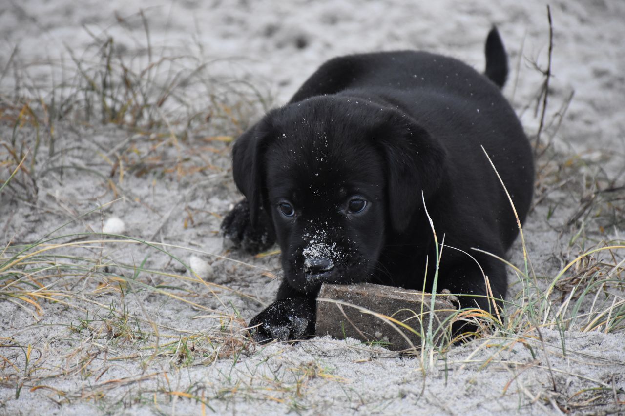 lille hund ligger på stranden foran sten
