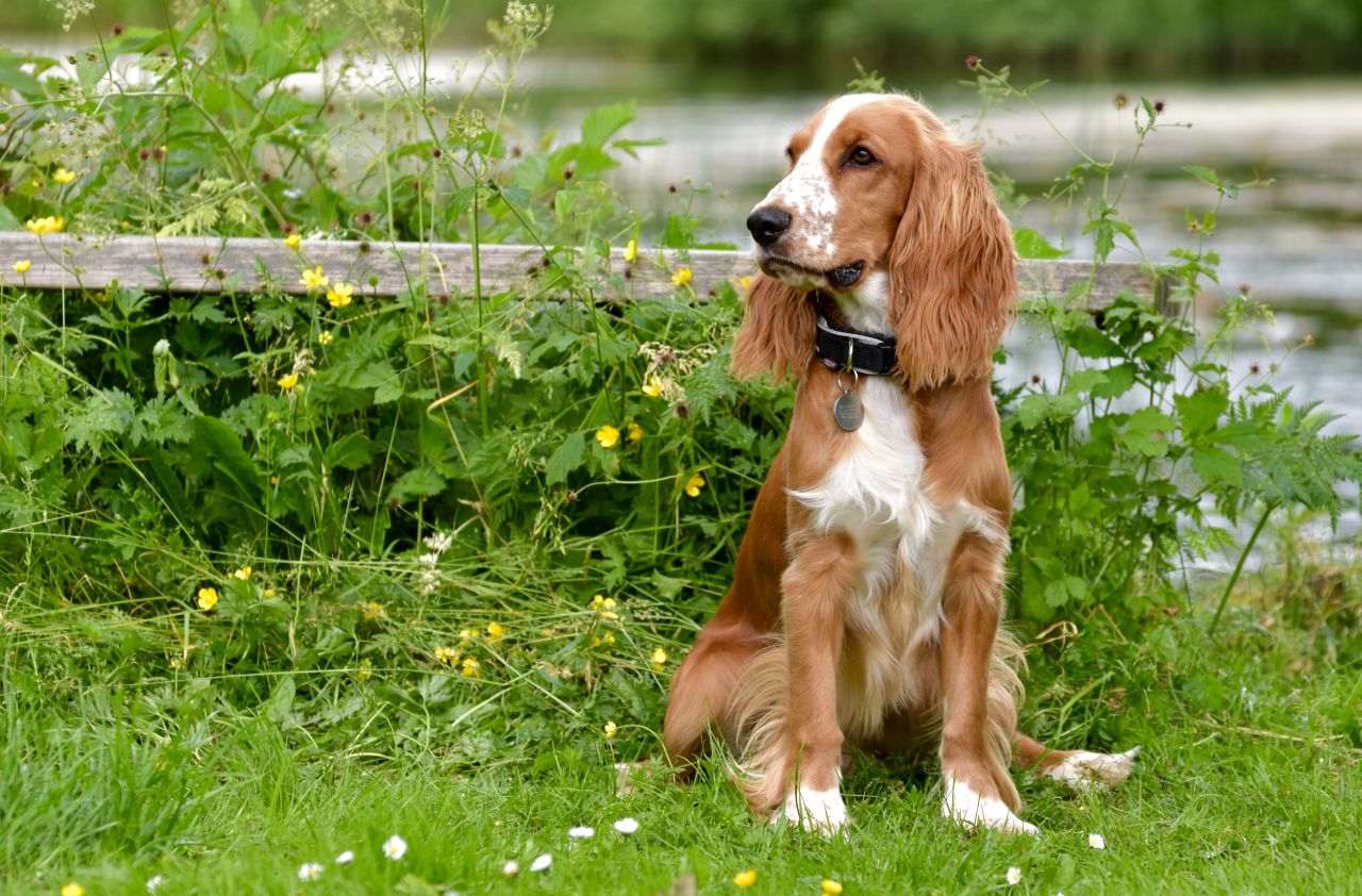 brun hund sidder på græs og kigger til venstre
