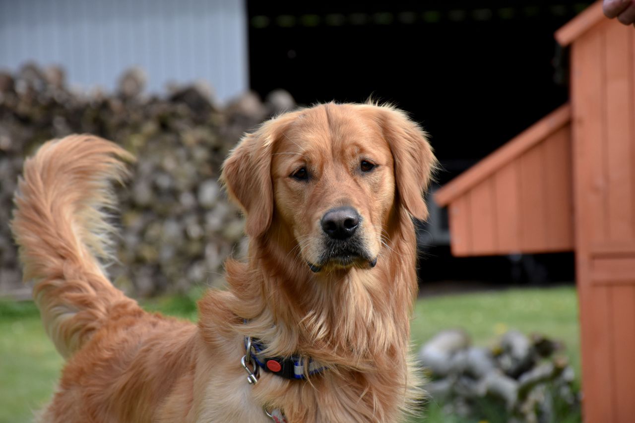 gylden retriever står og kigger opmærksomt ind i kamera med logrende hale