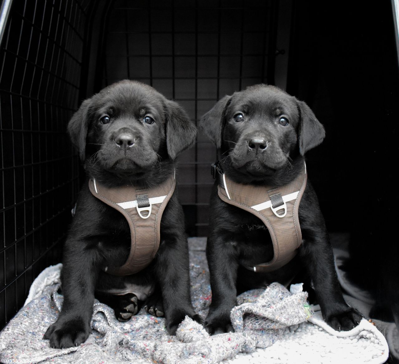 to hvalpe sidder med sele på side om side og kigger ind i kamera