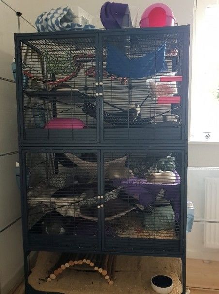 et stort bur til rotter