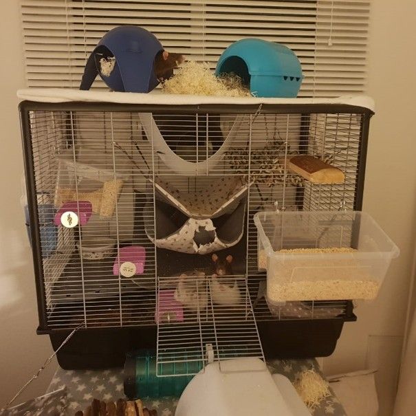 et bur til rotter med diverse ting i