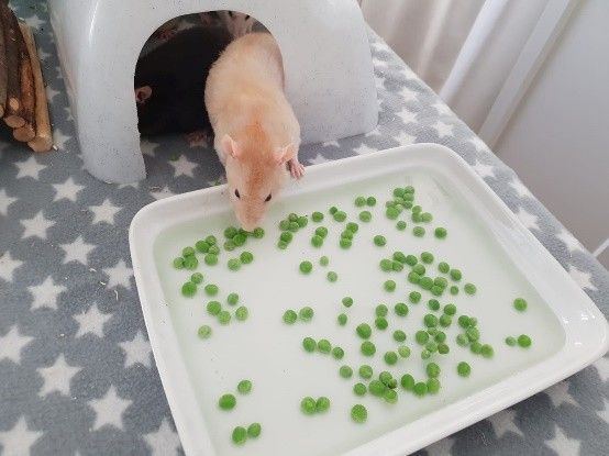 rotte kigger ned i balje med vand og ærter