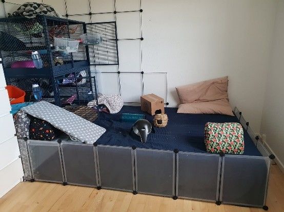 en stue er fyldt med aktiviteter til rotter