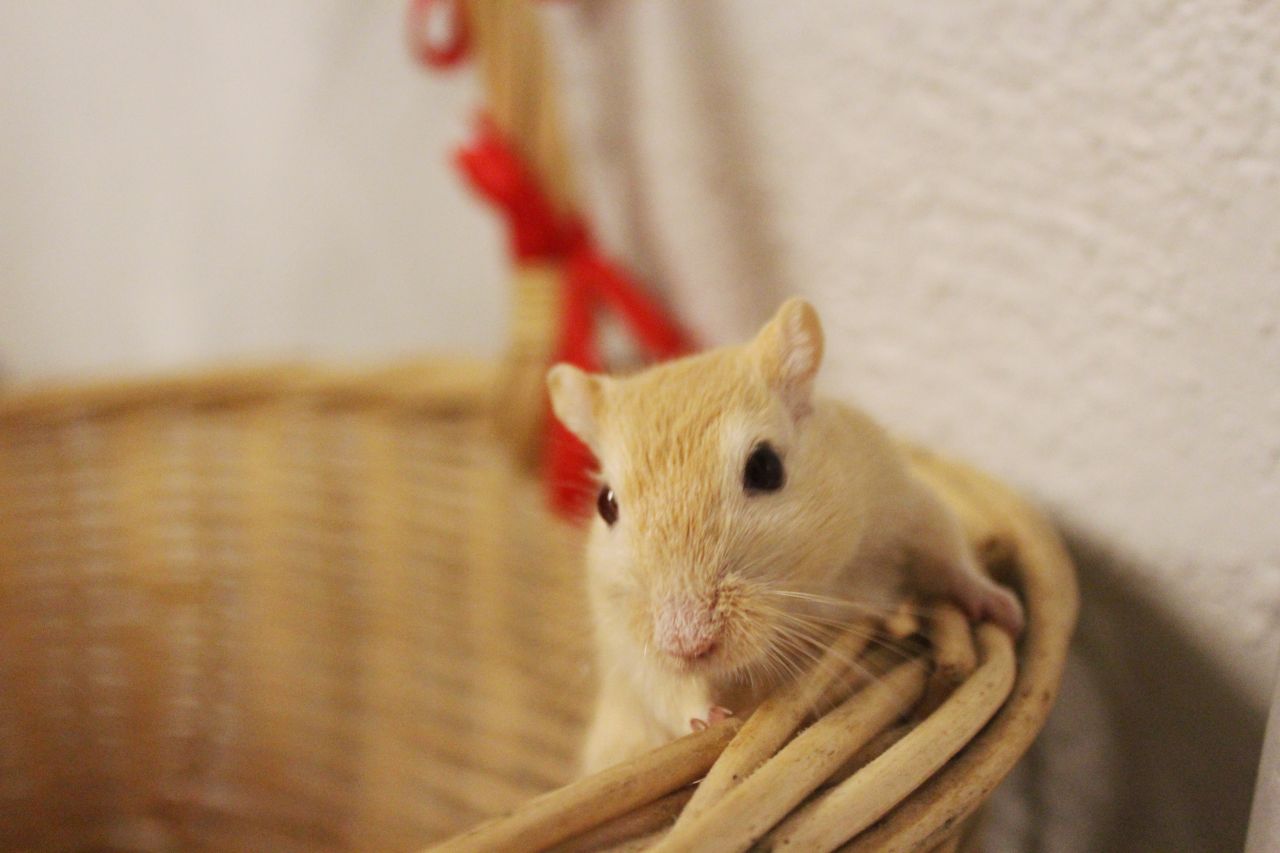 blond ørkenrotte hænger på kant af kurv