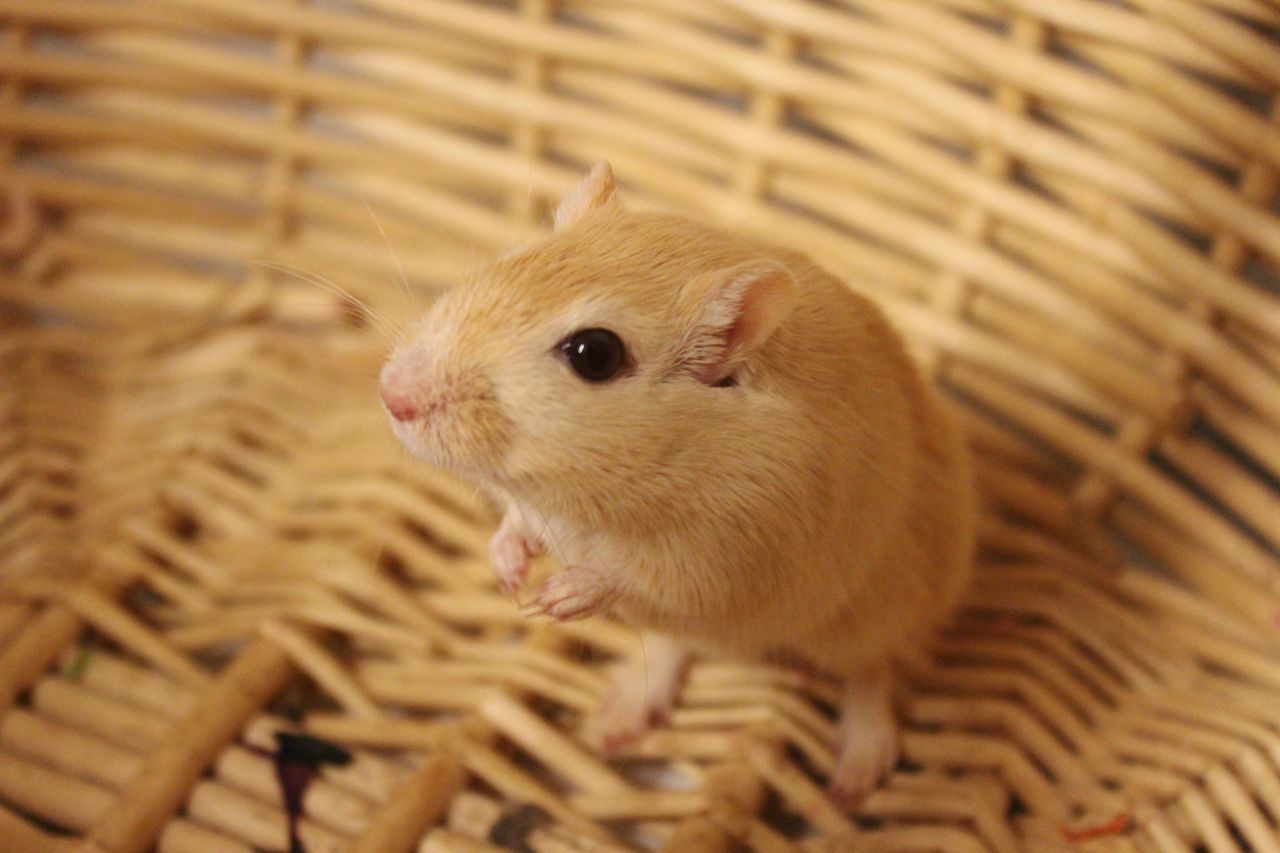 blond ørkenrotte sidder i kurv