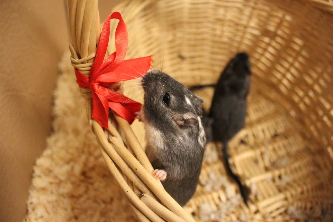 to sorte ørkenrotter kravler i kurv