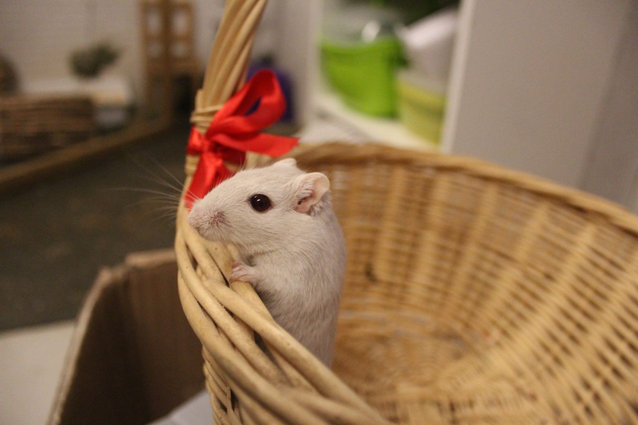 hvid ørkenrotte kigger op fra kurv