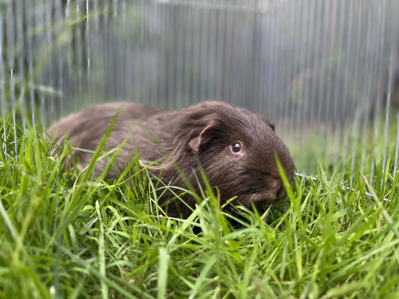 sort marsvin ligger i græs 