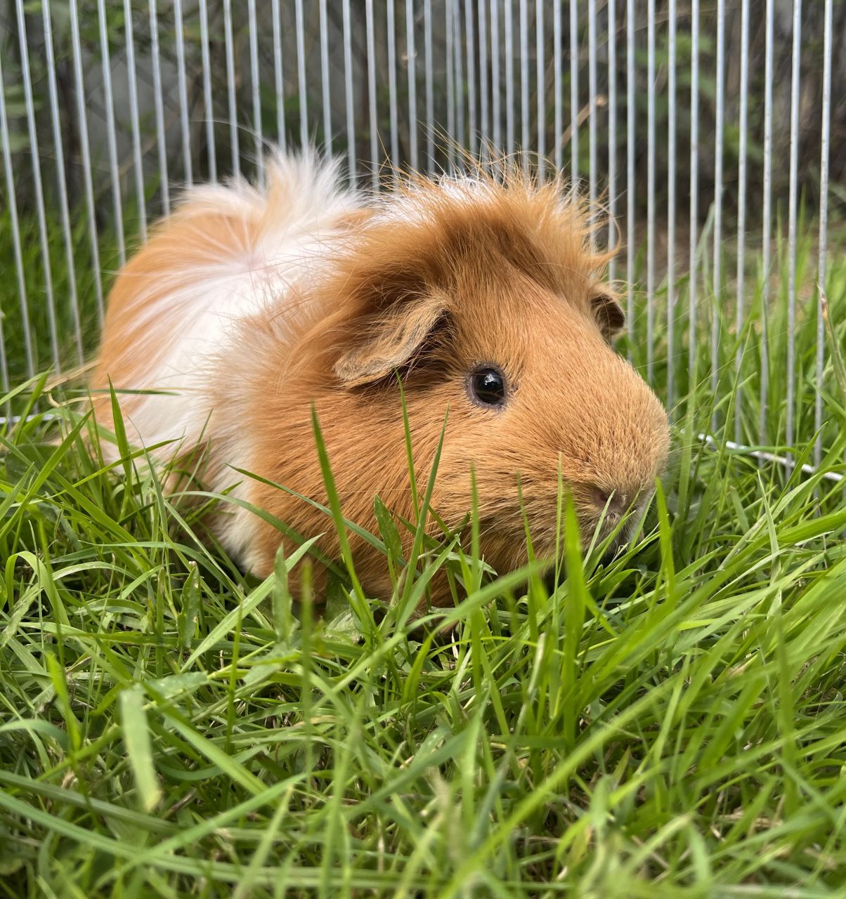 rødt marsvin ligger i grønt græs