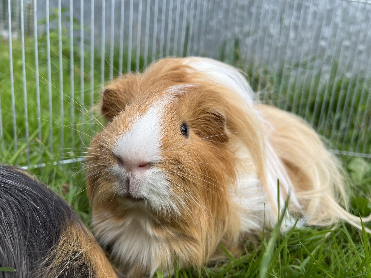 langhåret marsvin ligger på græs op ad net