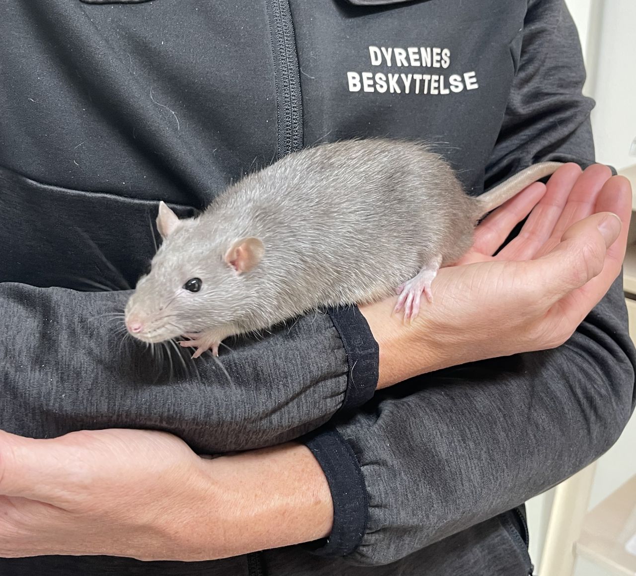 Grå rotte kravler på arm af DB-medarbejder