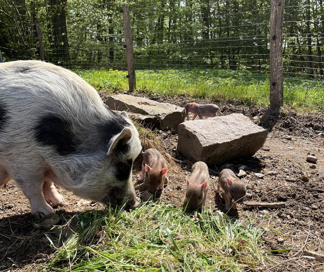 lille gris og stor gris står tryne mod tryne