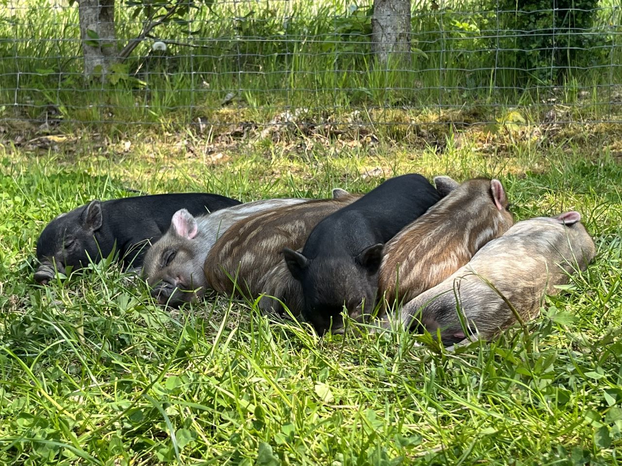 små kælegrise ligger sammen i klump på mark