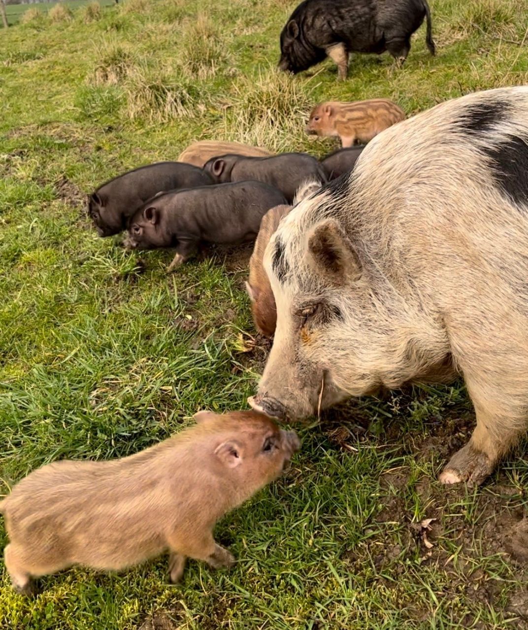 lille gris og stor gris står tryne mod tryne