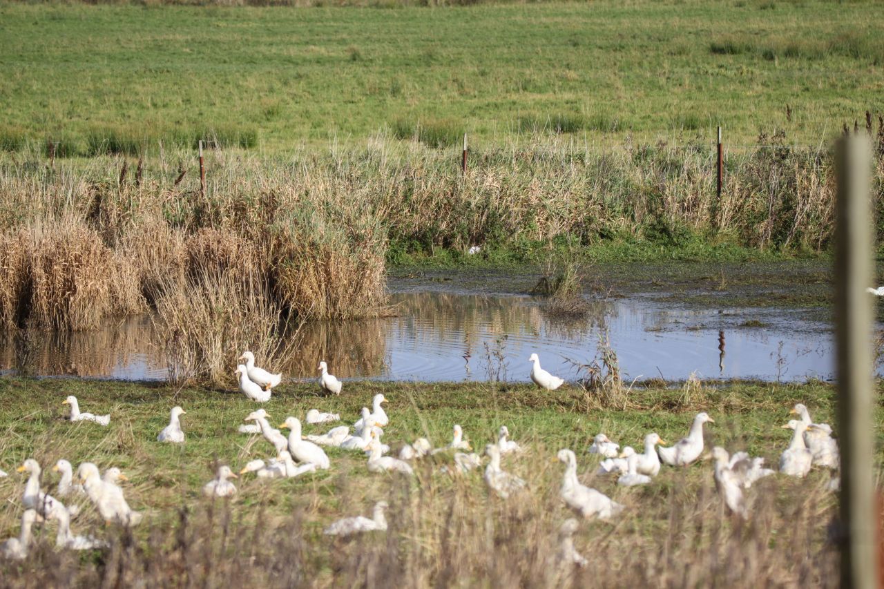 Ænder i flok ved vandområde