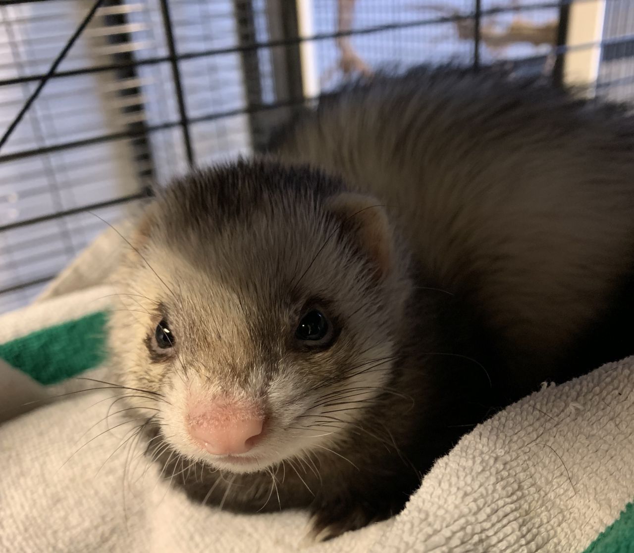 lille ilder ligger på tæppe i bur