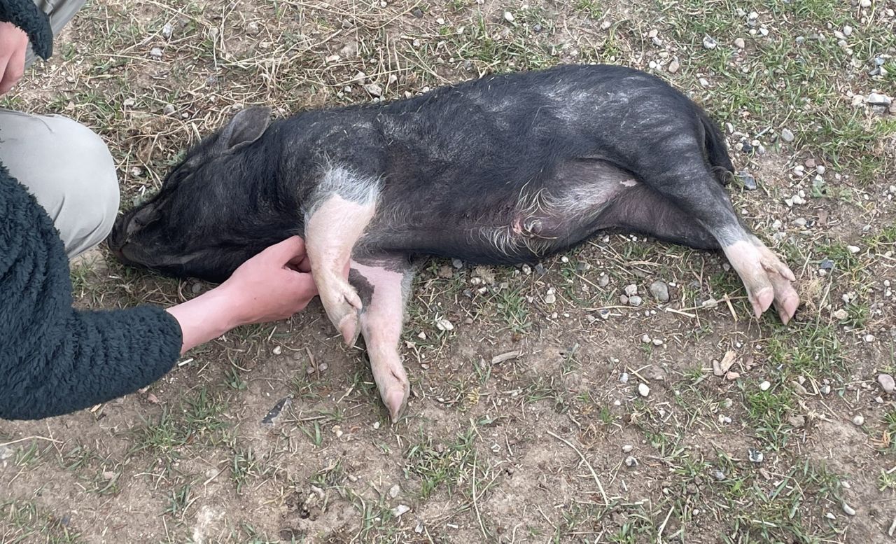 lille sort gris ligger på siden og bliver nusset under hagen