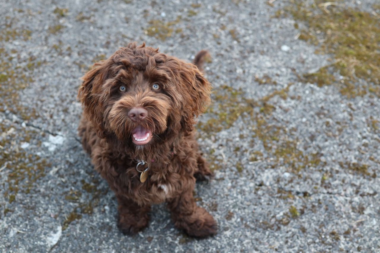 Brun hund kigger i kameraet