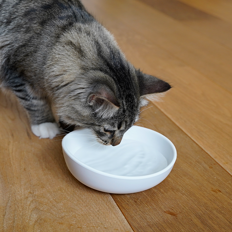 grå kat sidder og drikker vand af skål