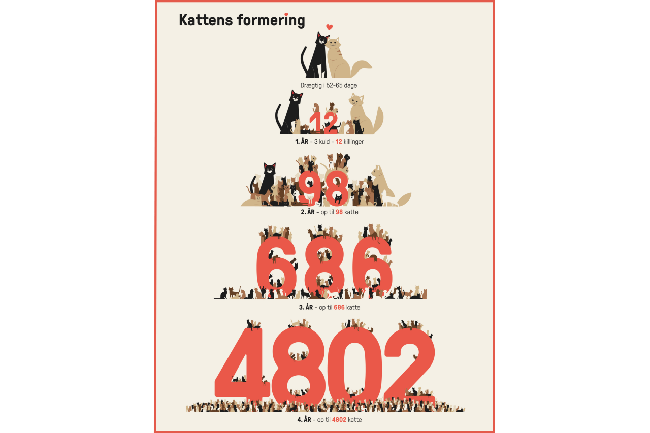 En pyramide visualiserer, hvor hurtigt katte formerer sig