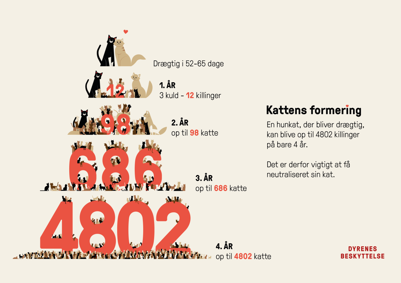 Grafisk pyramide over formering af katte
