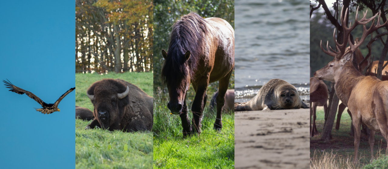 Danmarks ”Big Five”: havørn, europæisk bison, vilde heste, spættet sæl og kronhjort. Foto: Dyrenes Beskyttelse