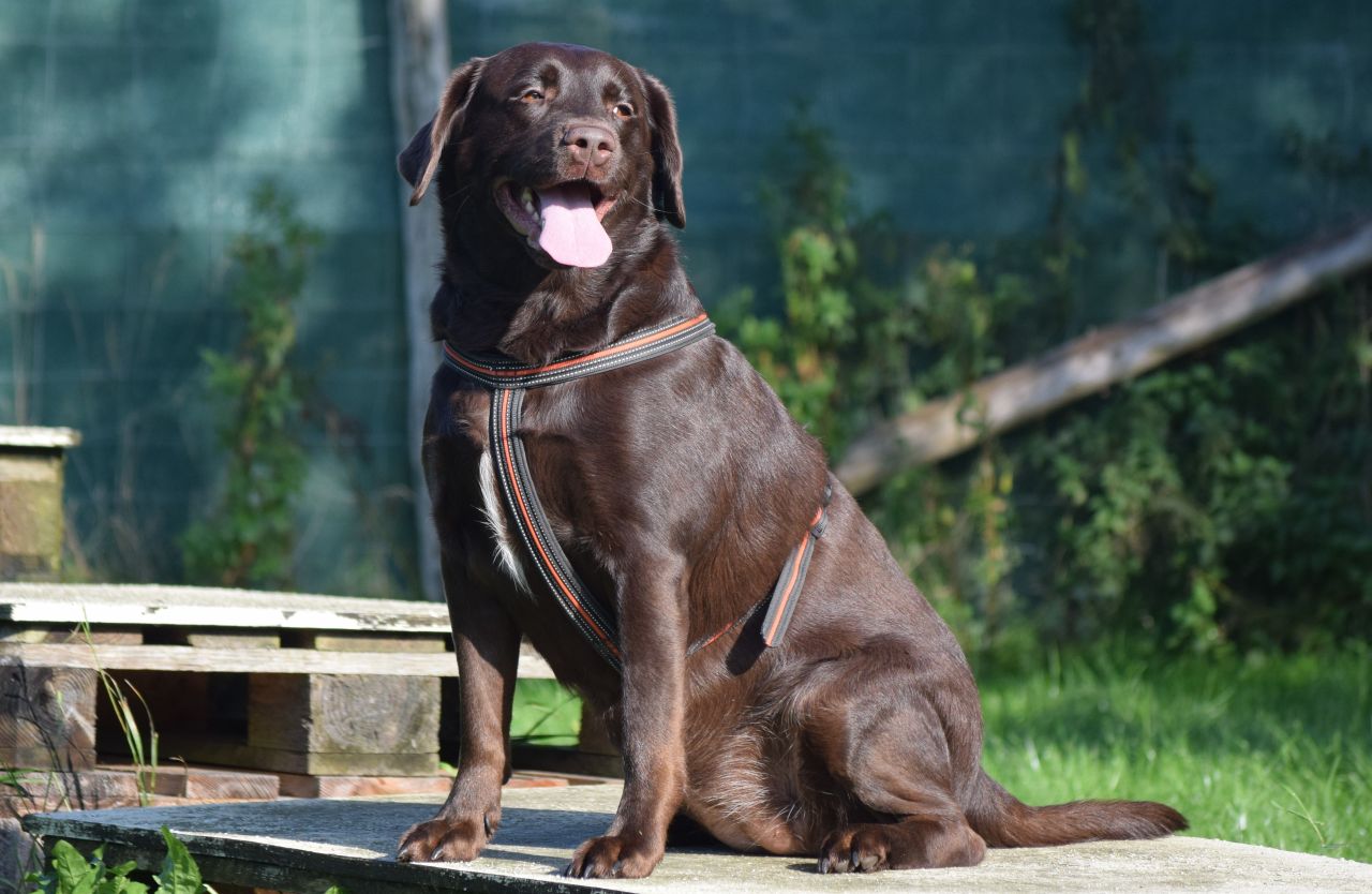 brun hund sidder på træpalle og er glad