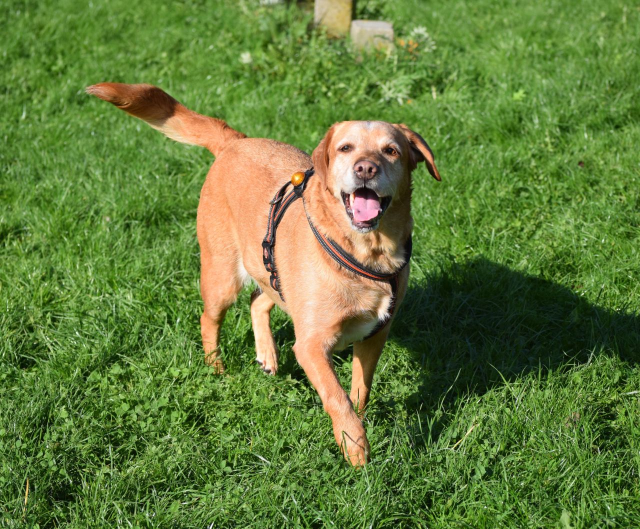 stor retriever står på græsplæne med sele på og er glad