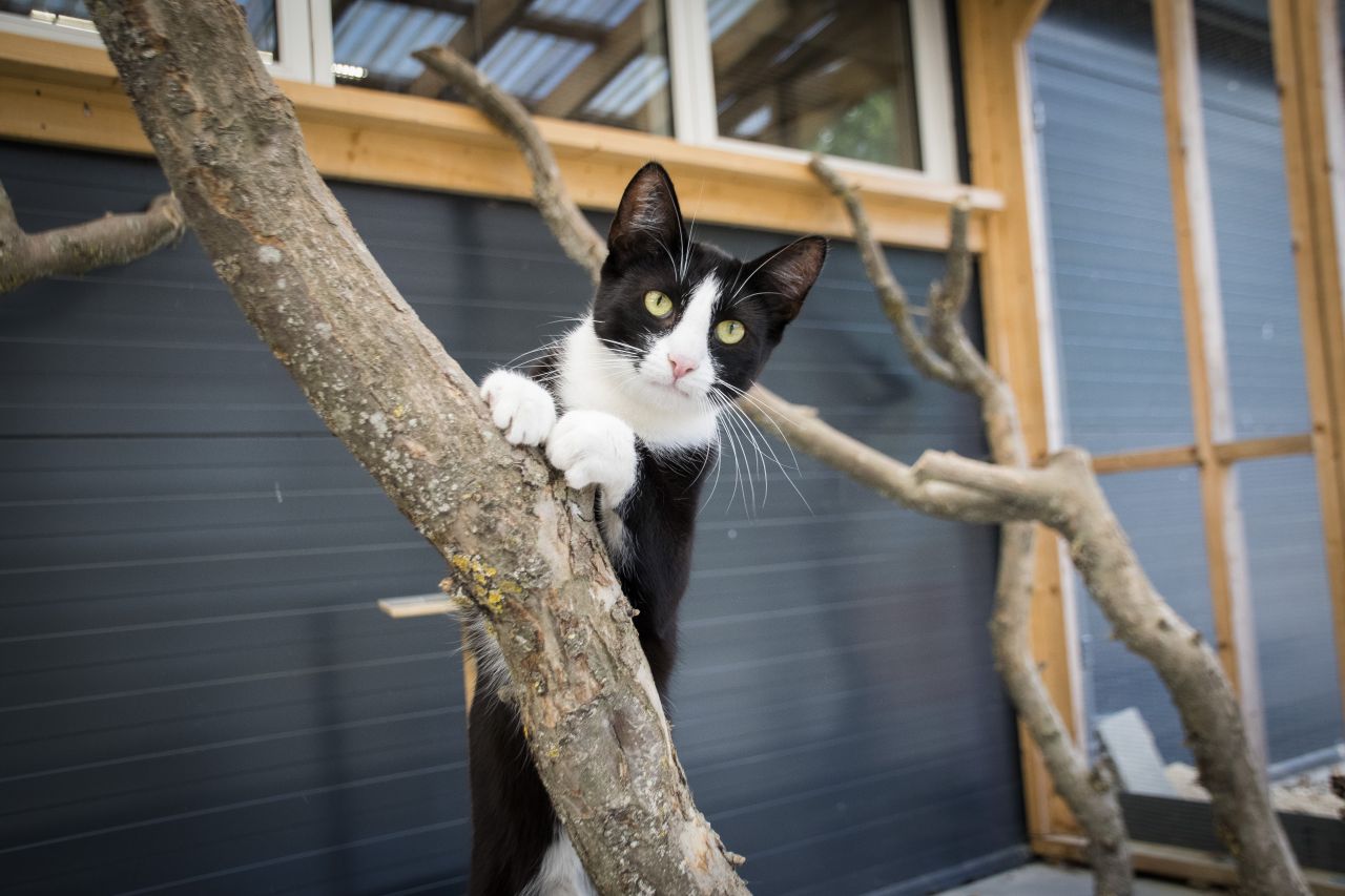 En nysgerrig kat er ved at udforske sin voliere.