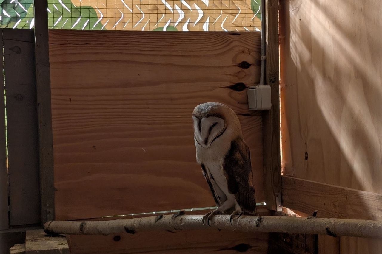 Den ene unge på en pind i voileren.