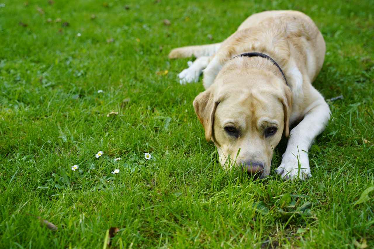 lys retriever ligger på græsplæne med snuden ned i jorden