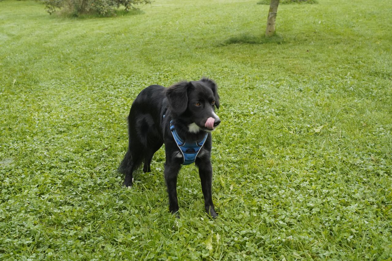 sort hund står på græsplæne med blå sele på
