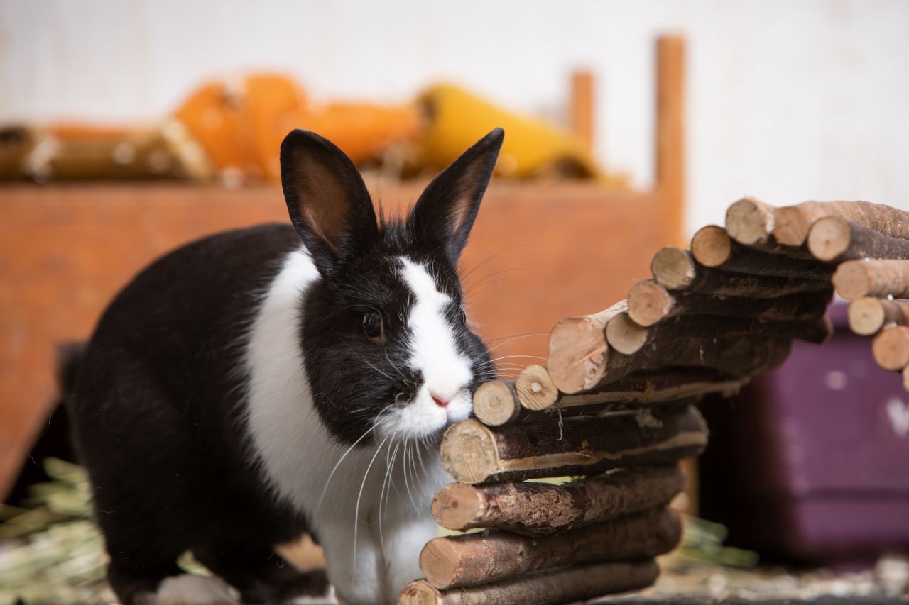 sorthvid kanin sidder foran træ