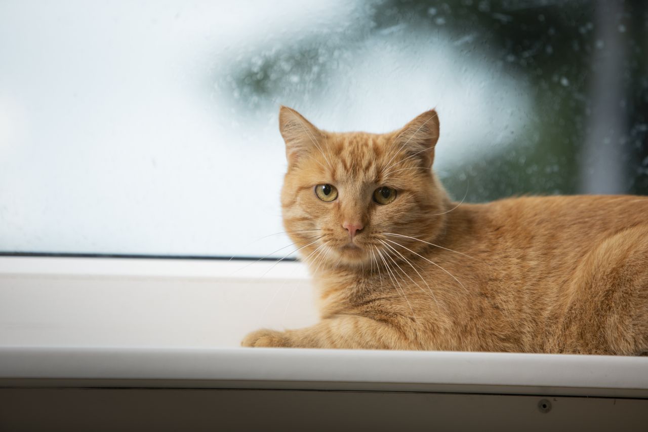 rød kat ligger i vindueskarm og kigger ind i kamera