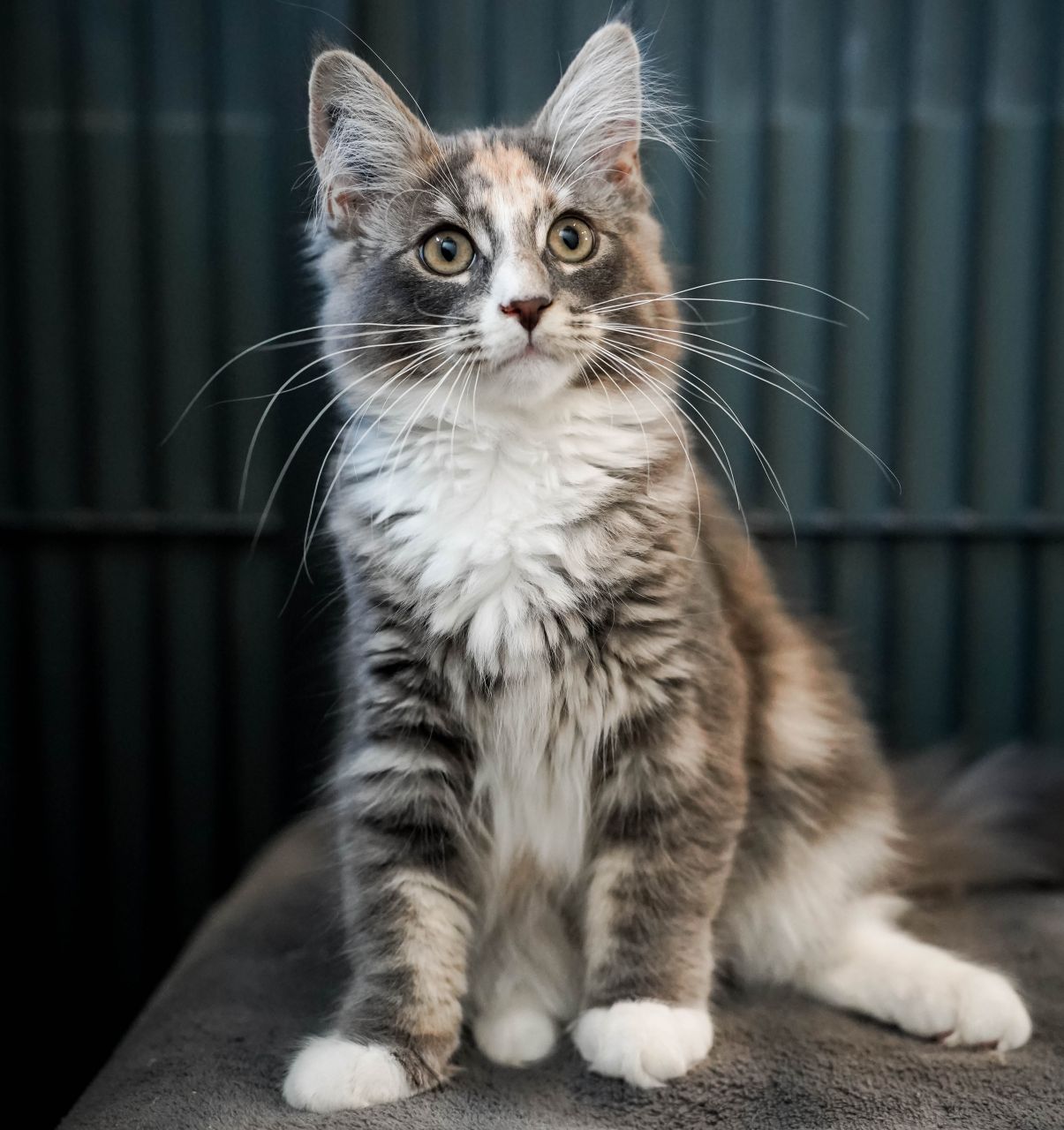 langhåret kat sidder på gråt tæppe