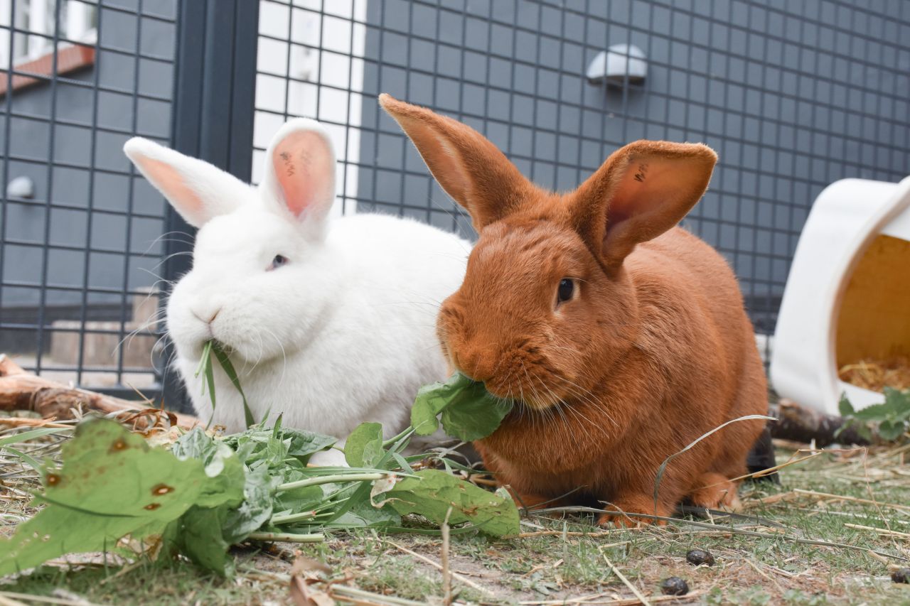 en rød og en hvid kanin sidder side om side og spiser græs