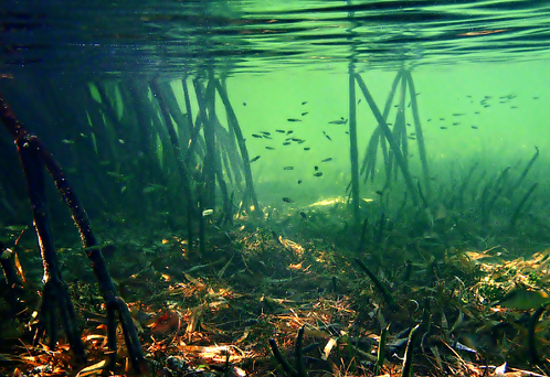 under havoverfladen, hvor man ser små fisk svømme rundt ved mangroveskovrødder