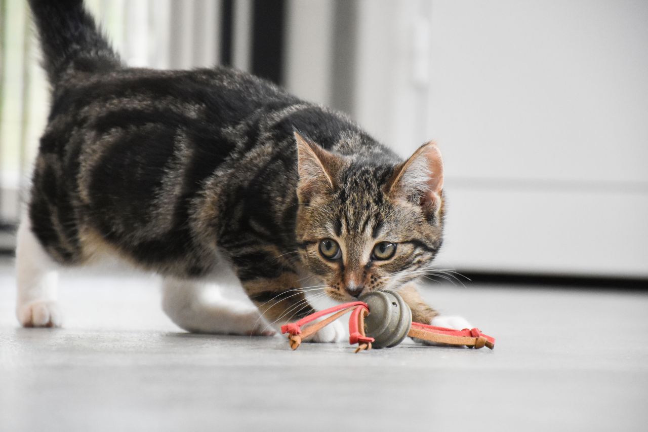 gråsort kat skuler og snuser til legetøj