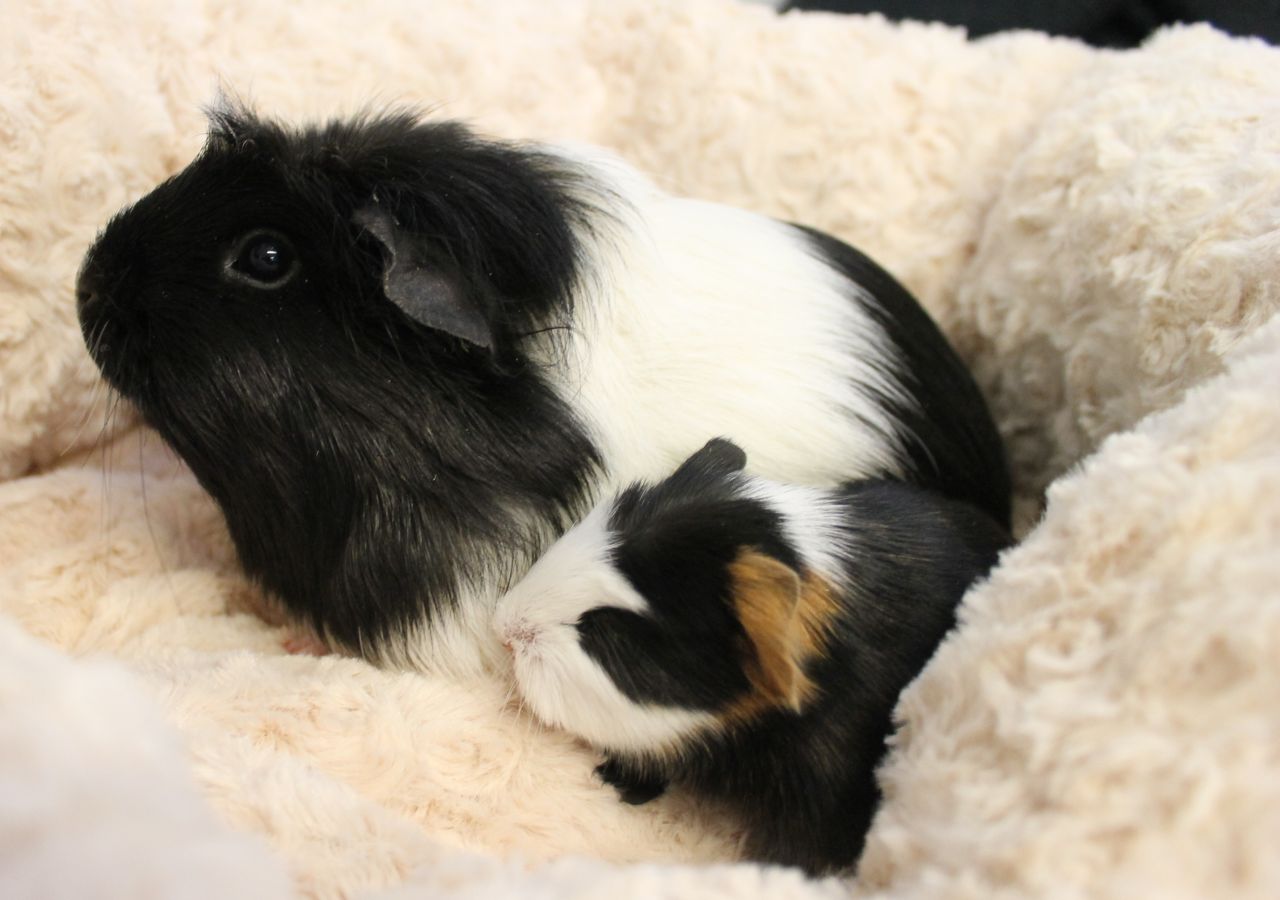 mor marsvin sidder med sin lille unge