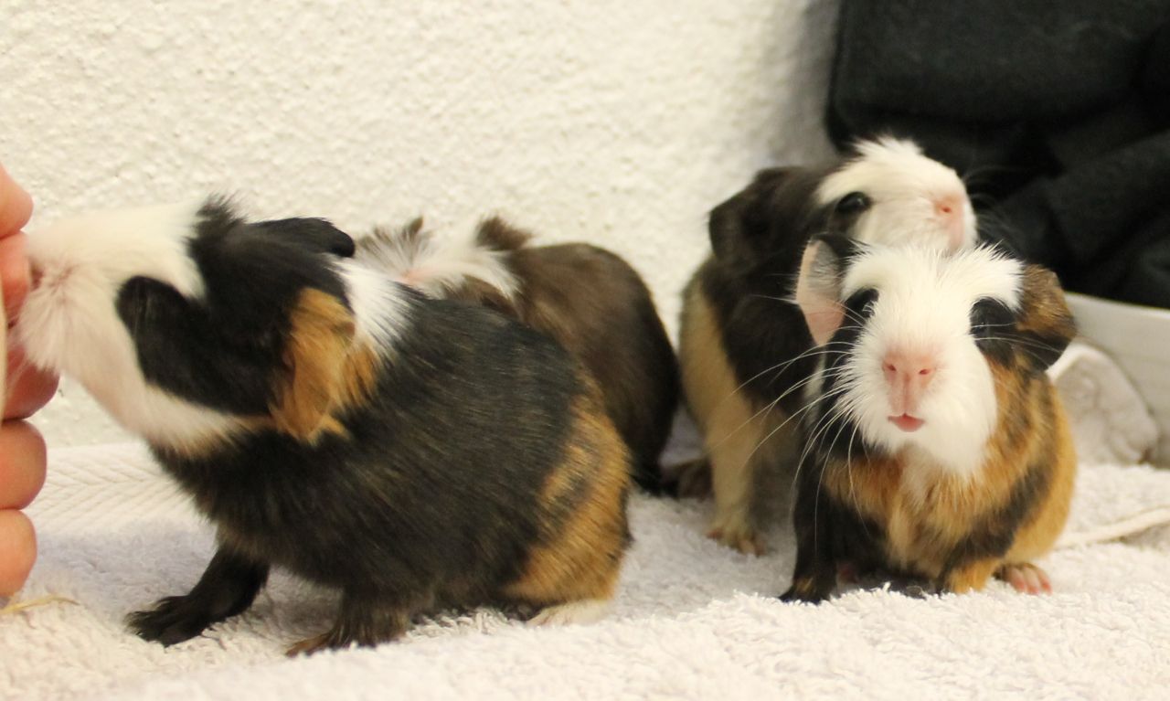 tre marsvin sidder på håndklæde og en hånd kommer tæt på dem