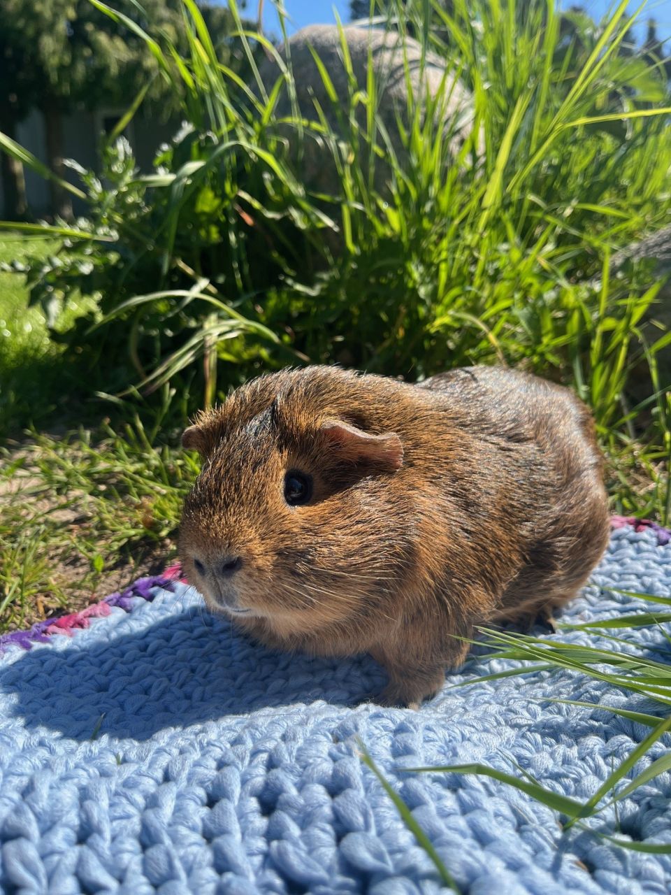 marsvin står på blåt tæppe udenfor